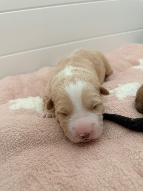 picture of the dog needing adoption