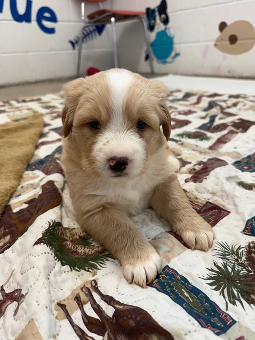 picture of the dog needing adoption