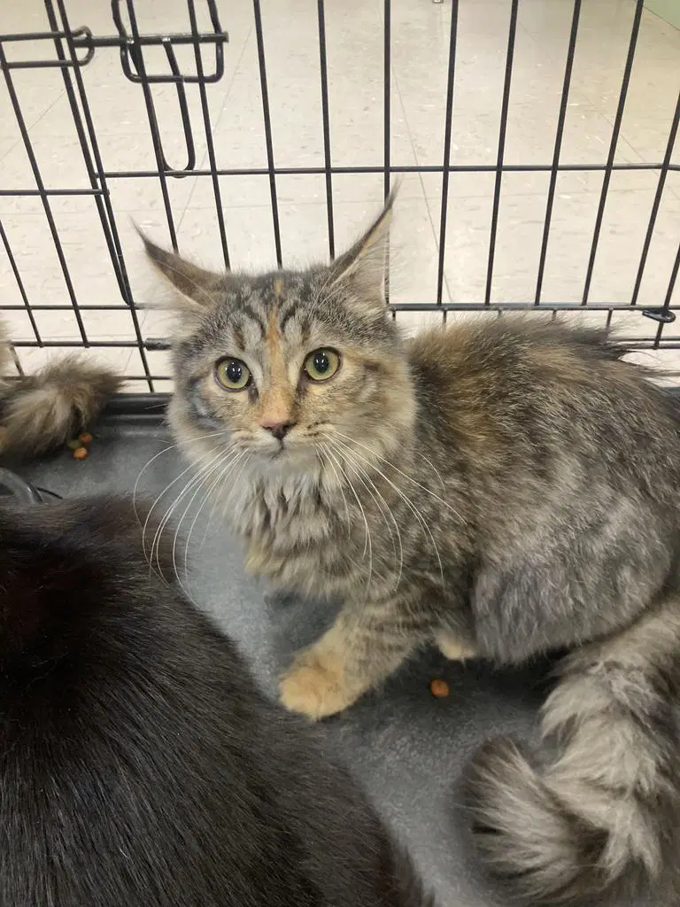 Chas - Domestic Medium Hair