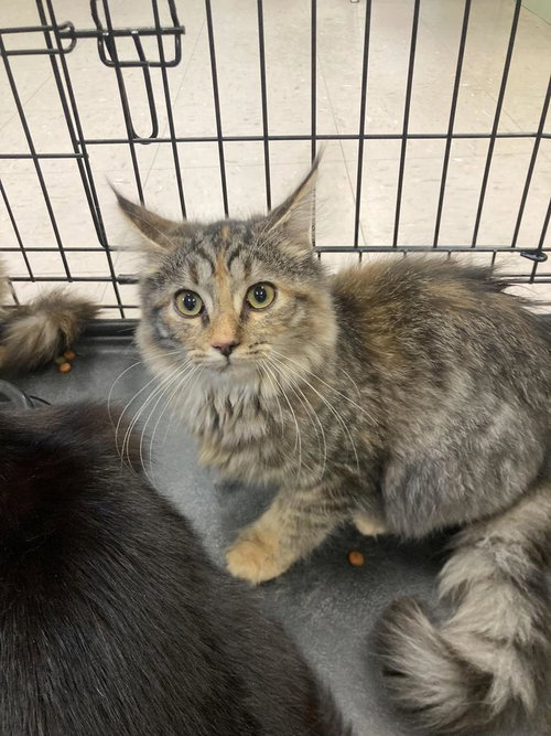 picture of the cat needing adoption