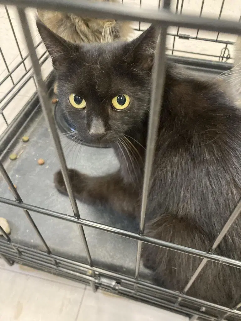 Etheline - Domestic Medium Hair