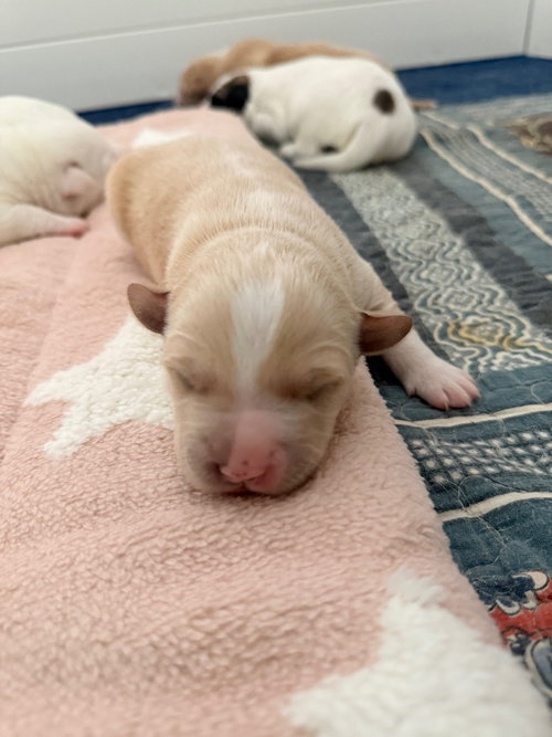 picture of the dog needing adoption