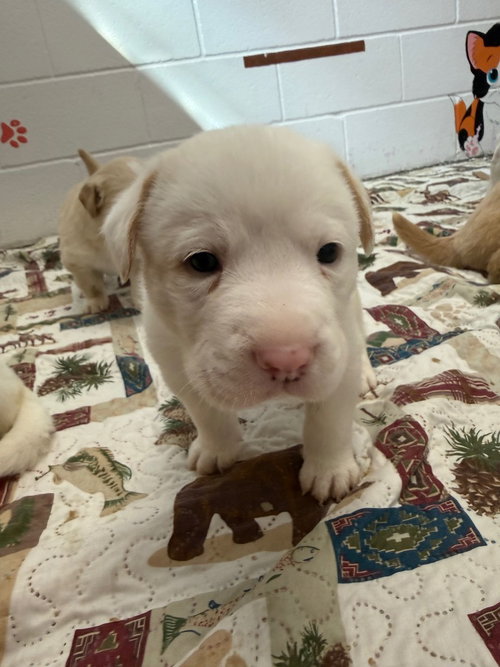 picture of the dog needing adoption