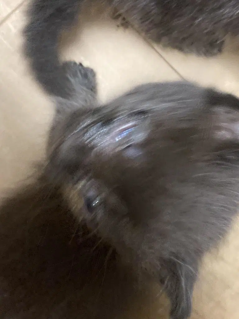 Margot - Domestic Short Hair