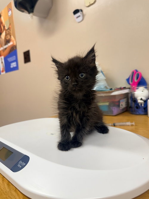 picture of the cat needing adoption