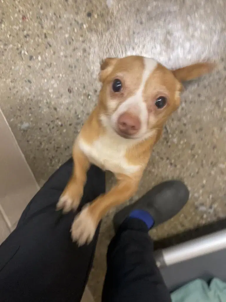 Master Shifu - Chihuahua