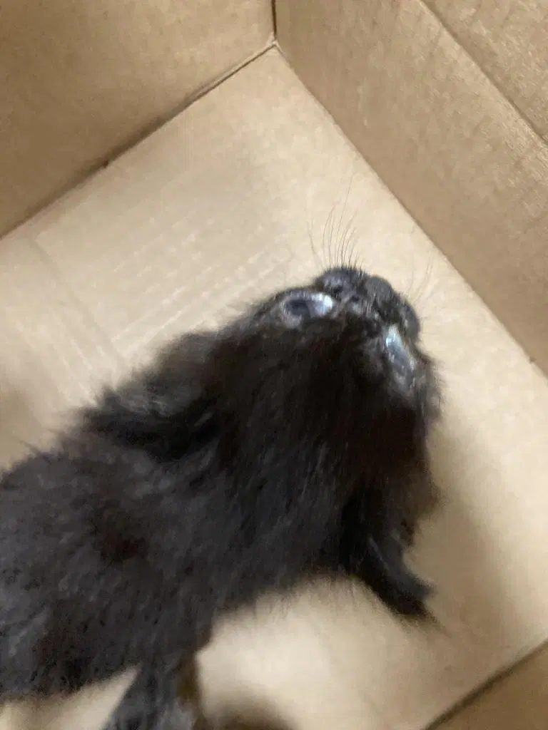 Richie - Domestic Short Hair