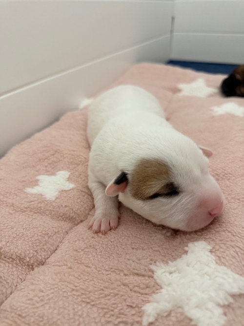 picture of the dog needing adoption