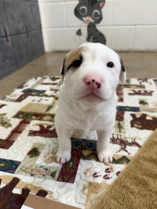 picture of the dog needing adoption