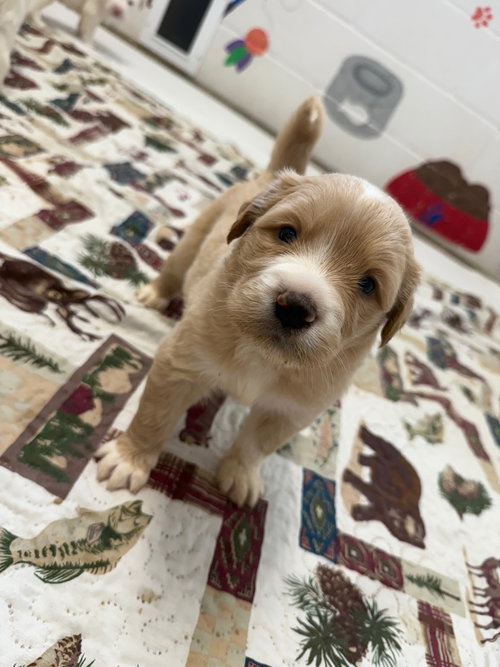 picture of the dog needing adoption