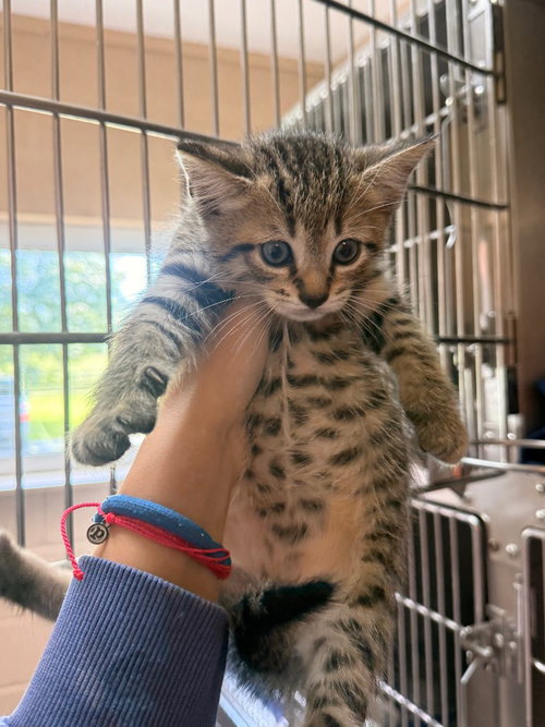 picture of the cat needing adoption