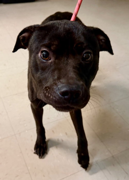 picture of the dog needing adoption