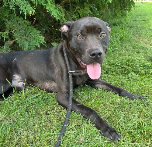 picture of the dog needing adoption