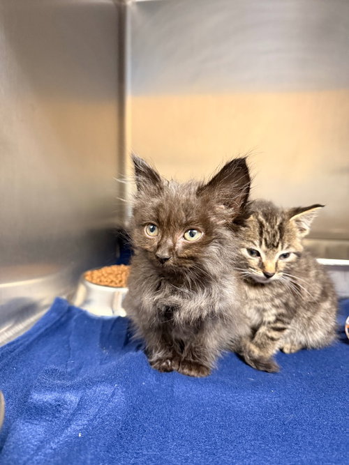picture of the cat needing adoption
