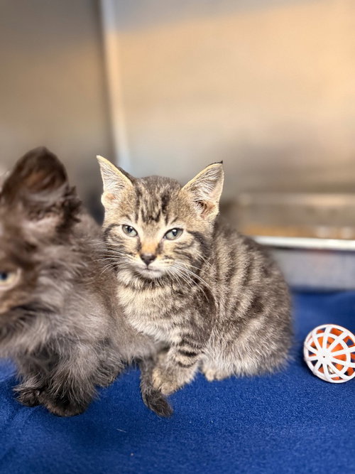 picture of the cat needing adoption