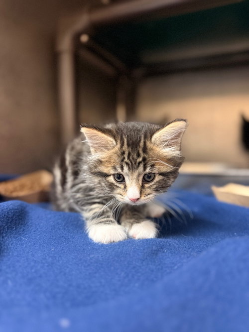 picture of the cat needing adoption