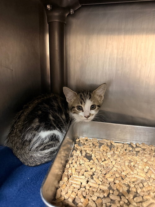 picture of the cat needing adoption