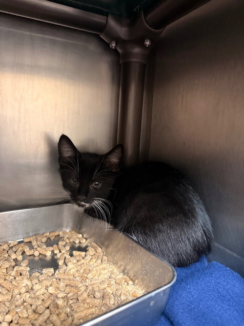 picture of the cat needing adoption