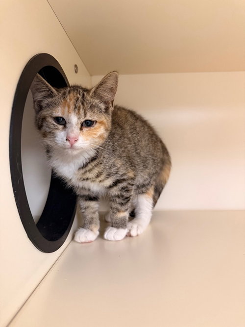 picture of the cat needing adoption