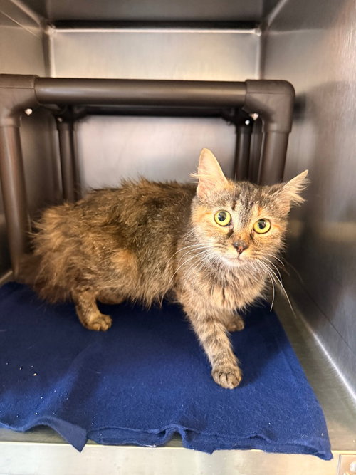 picture of the cat needing adoption