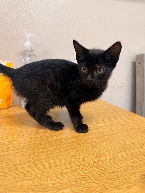 picture of the cat needing adoption