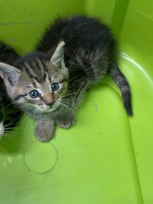 picture of the cat needing adoption