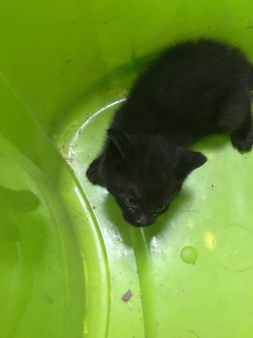picture of the cat needing adoption