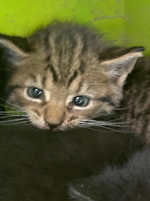 picture of the cat needing adoption