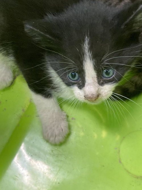 picture of the cat needing adoption