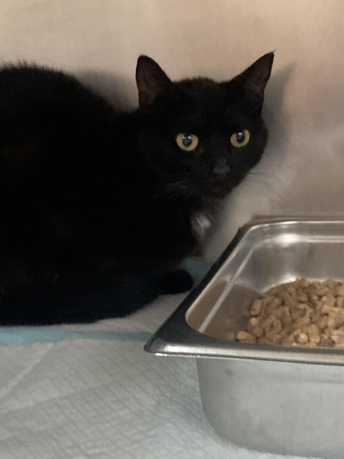picture of the cat needing adoption
