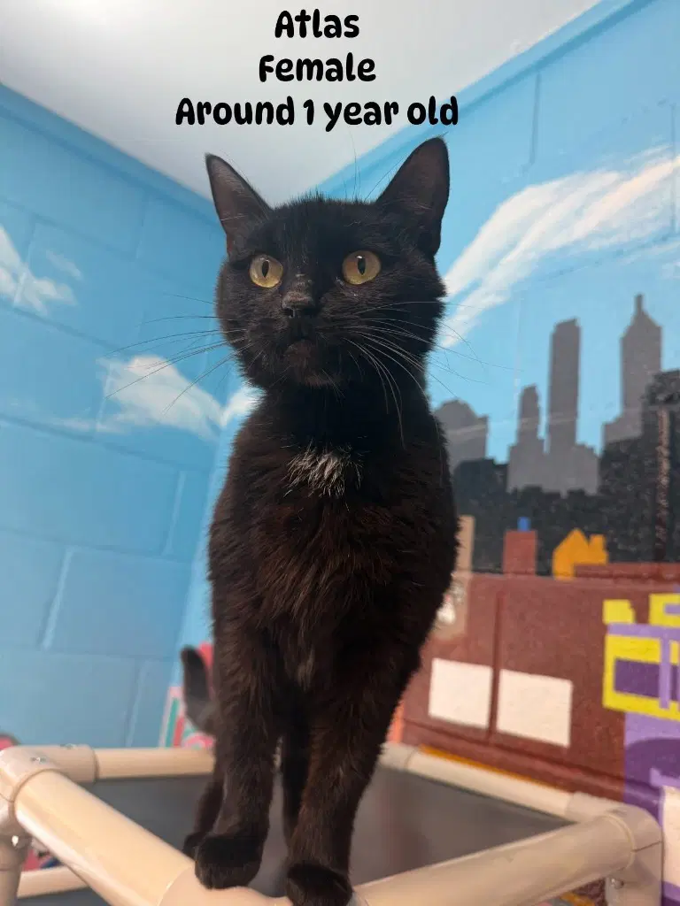 Atlas - Domestic Short Hair