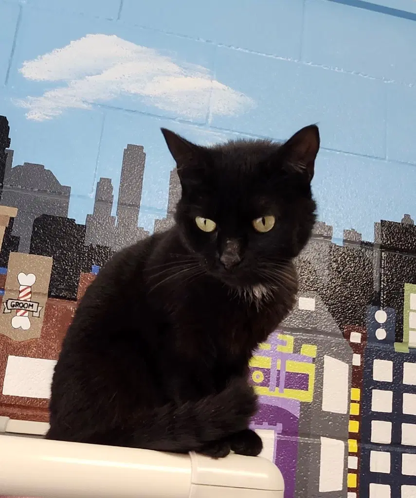 Atlas - Domestic Short Hair