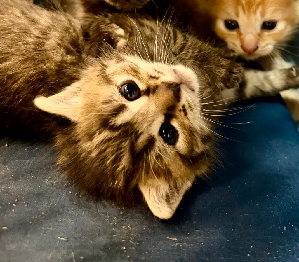 Acadia - Domestic Short Hair