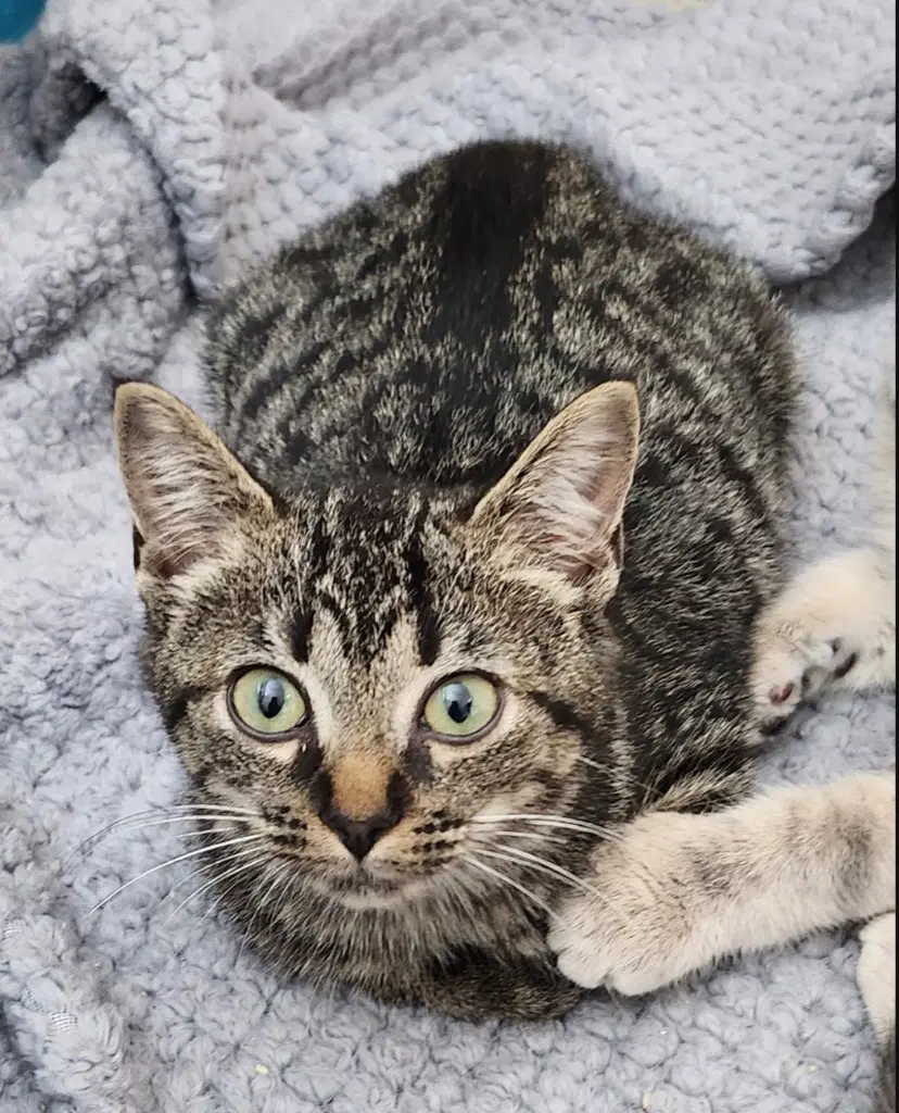 Frizzle - Domestic Short Hair