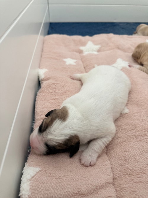 picture of the dog needing adoption