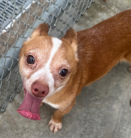 picture of the dog needing adoption
