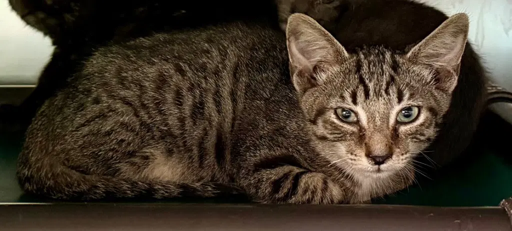 Captain Hook - Domestic Short Hair