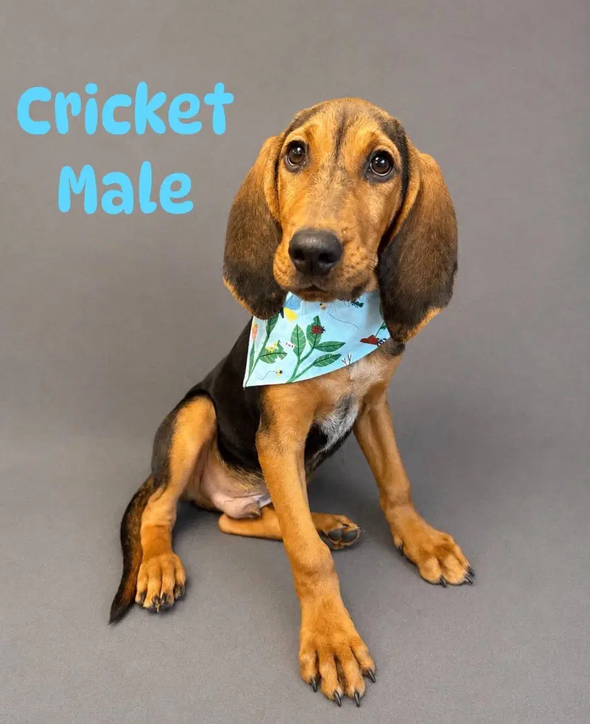 Cricket - Bloodhound