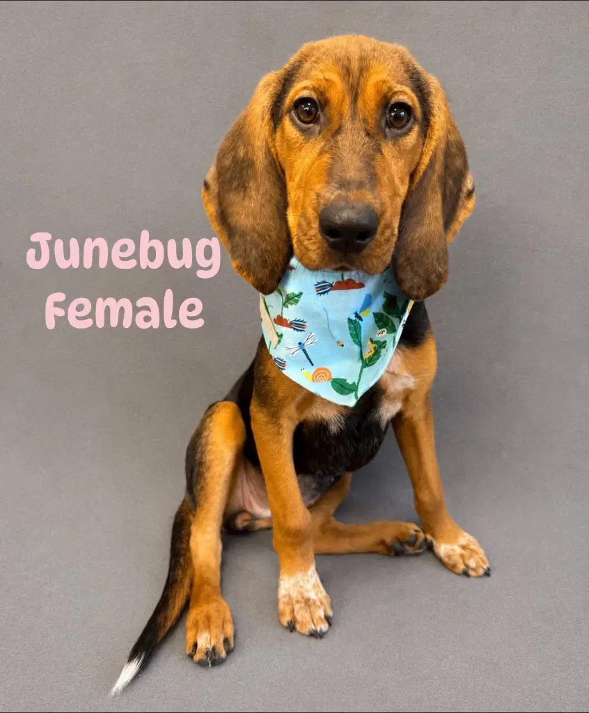 Junebug - Bloodhound