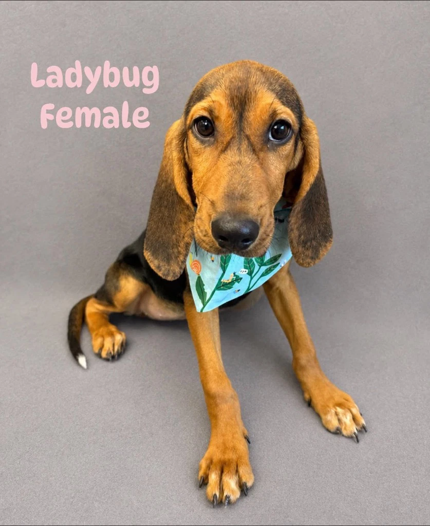 Ladybug