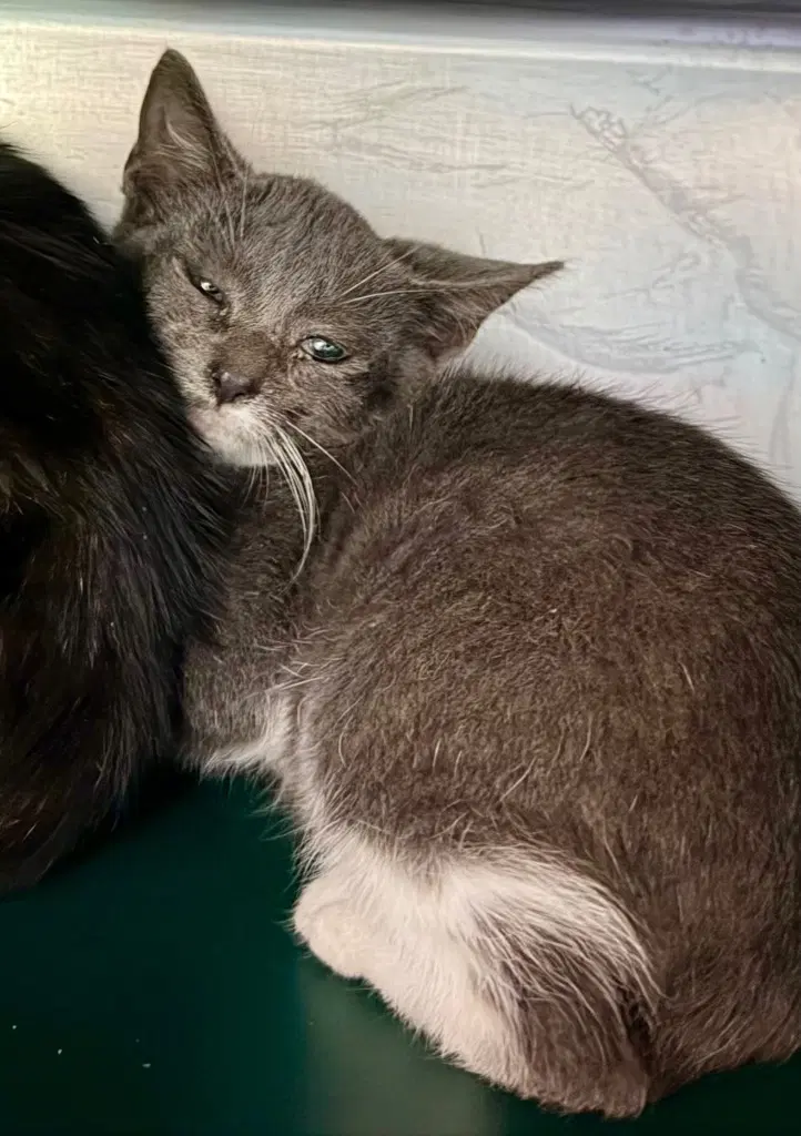 Smee - Domestic Short Hair