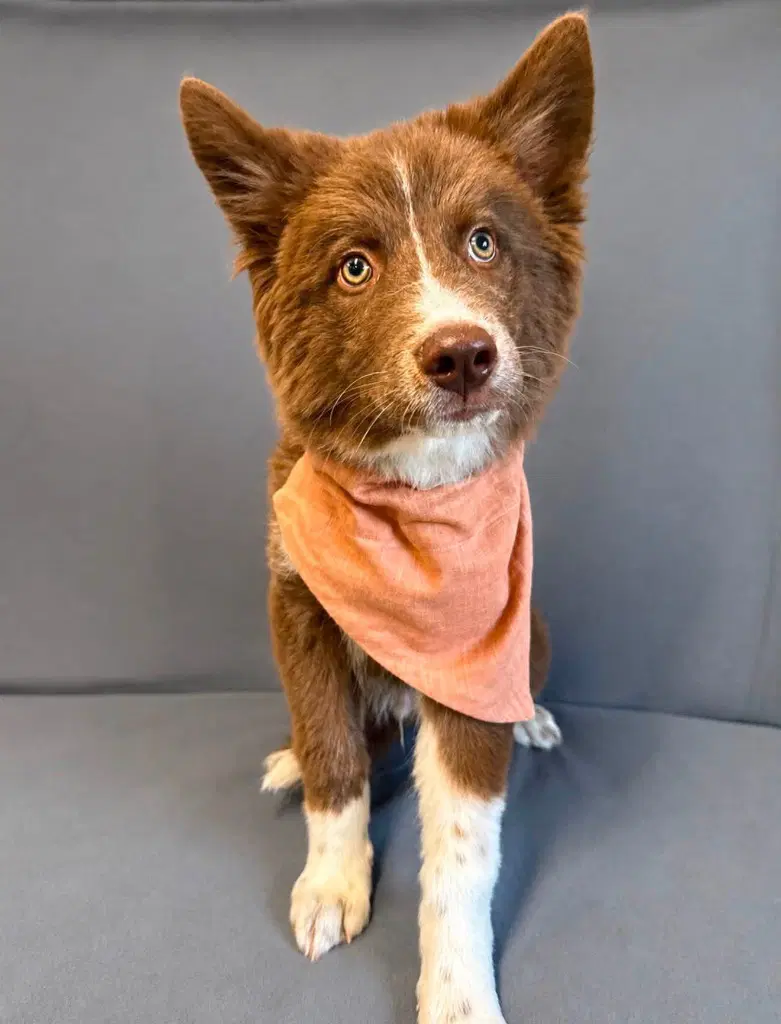 Jimothy - Husky/Collie