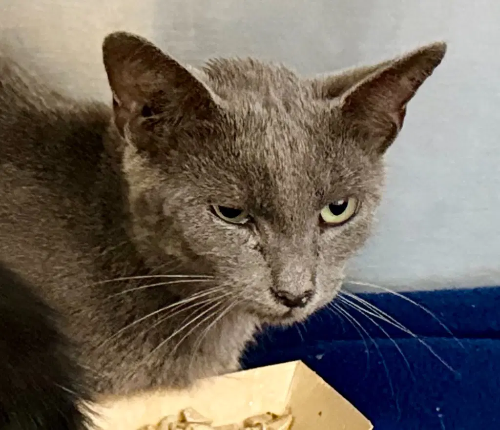 Wendy Darling - Domestic Short Hair