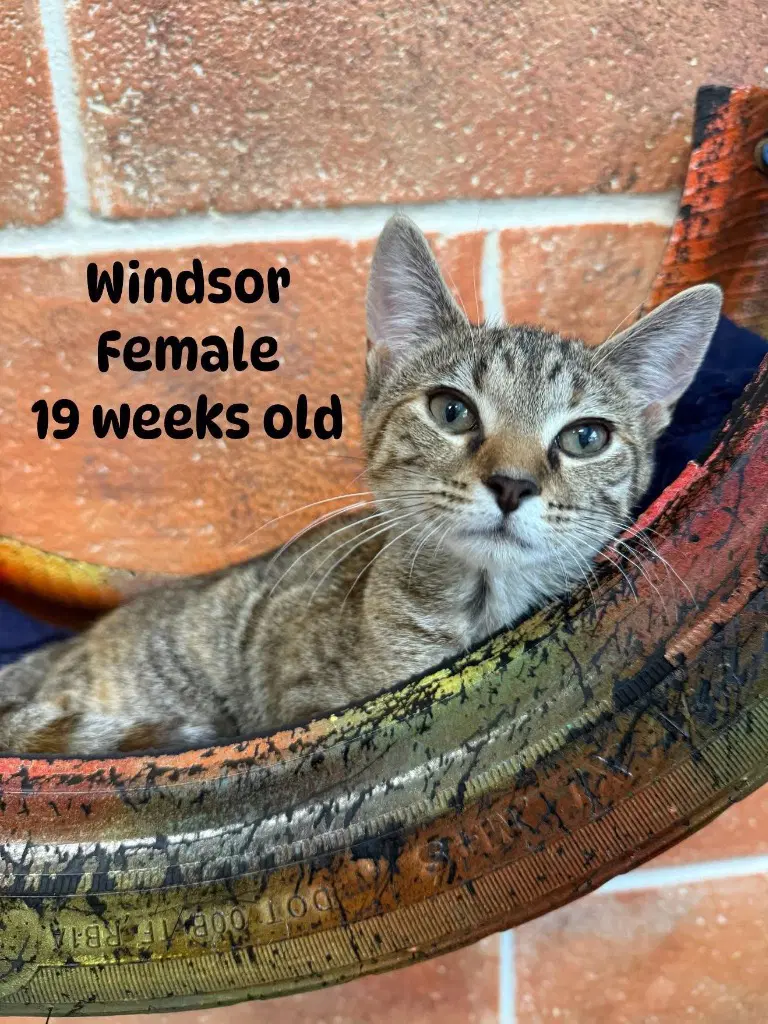 Windsor - Domestic Short Hair