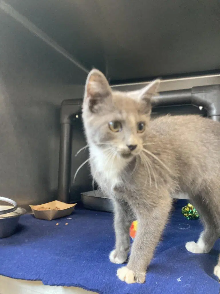 Zack - Domestic Short Hair