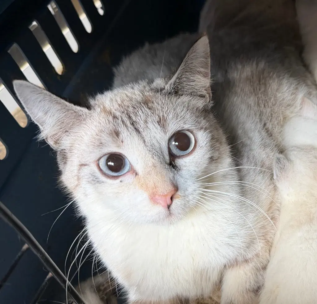 Octavia - Domestic Short Hair
