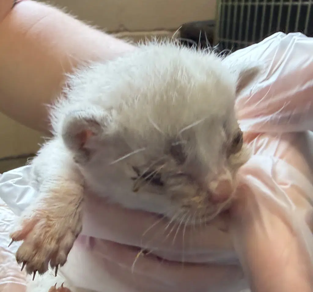 Omelet - Domestic Short Hair