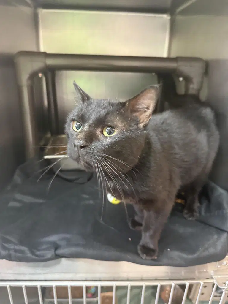 Zucchini - Domestic Short Hair