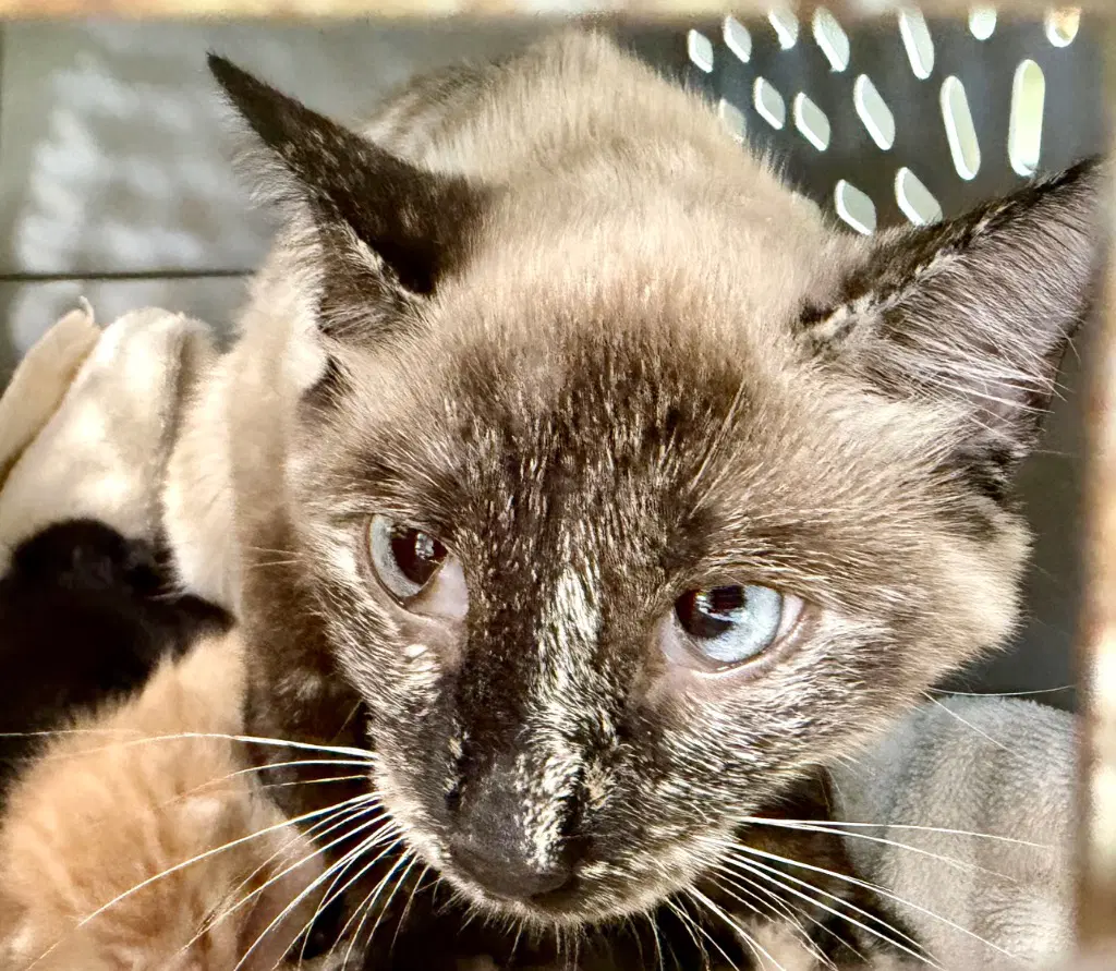 Reba - Domestic Short Hair