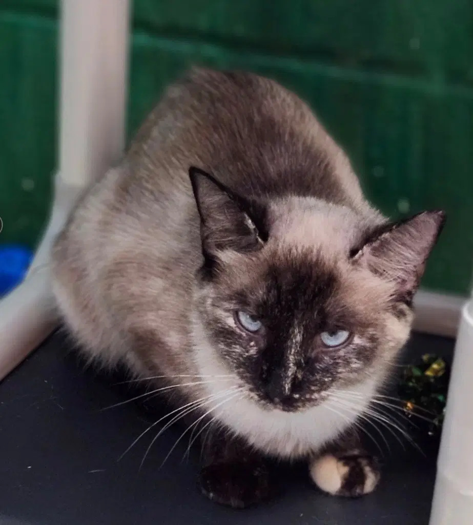 Reba - Domestic Short Hair
